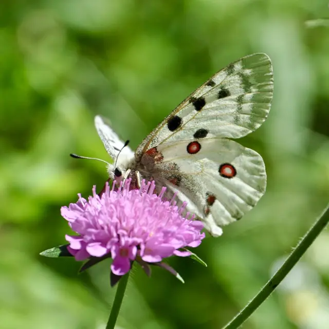 Découverte des insectes_Lavelanet