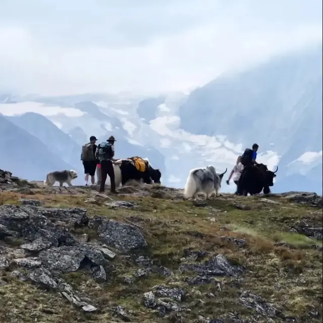 Balade avec les yaks aux gouilles d'Essertze_Thyon