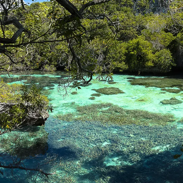 Aquarium naturel