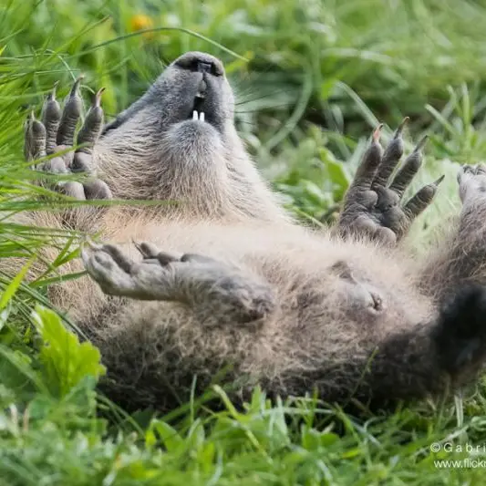 La randonnée gourmande du mercredi dans le Parc du Mercantour