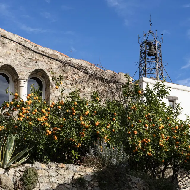 Agrumes dans Grimaud