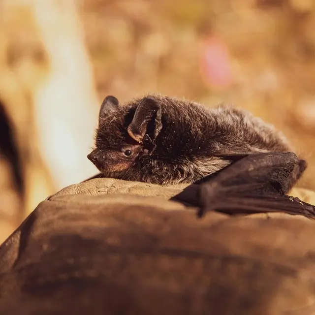 Rendez-vous nature : Le monde merveilleux des chauves-souris_Avignon