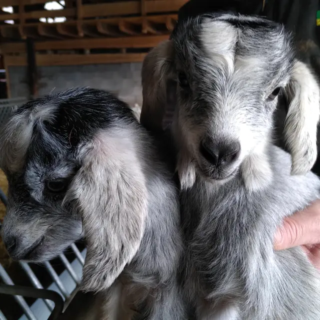Visite de la bergerie Au rythme du troupeau aux Plans d'Hotonnes_Haut Valromey