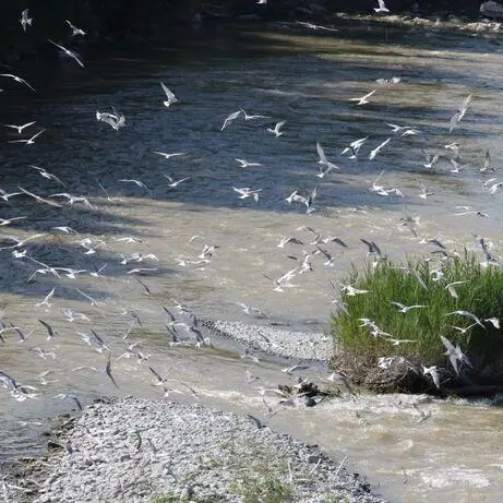 Exposition - Natur'ailes_Gattières