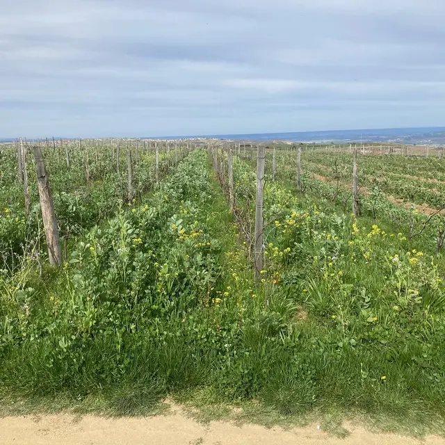 Rando Wine au domaine des Bardes_Eclassan