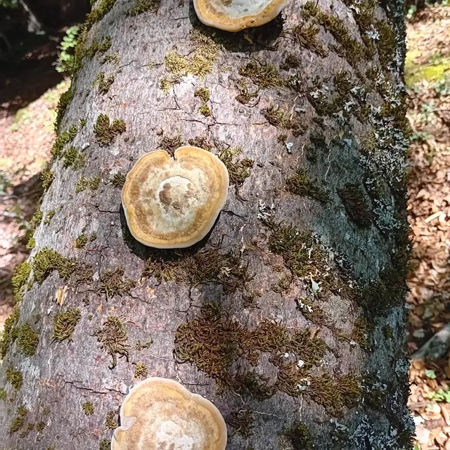 Découverte du monde mystérieux des champignons et des lichens I Rendez-vous Nature en Savoie_Saint-Pierre-d'Entremont