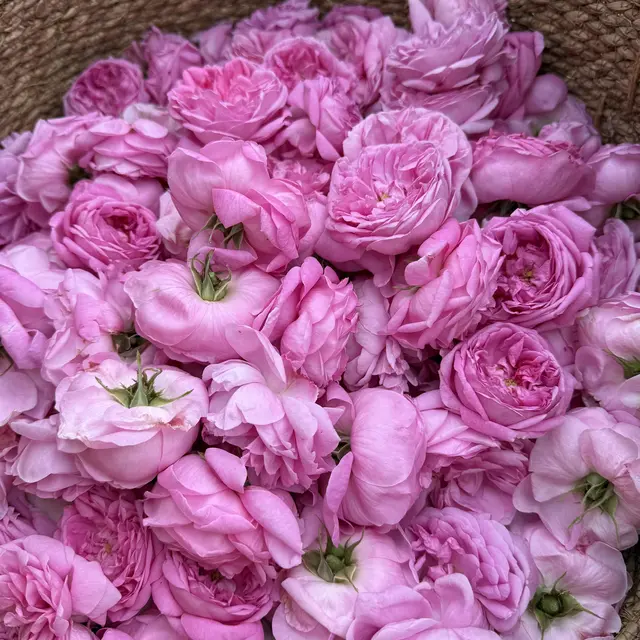 Grasse : Les Secrets de la Rose Centifolia : Cueillette & Olfaction_Grasse