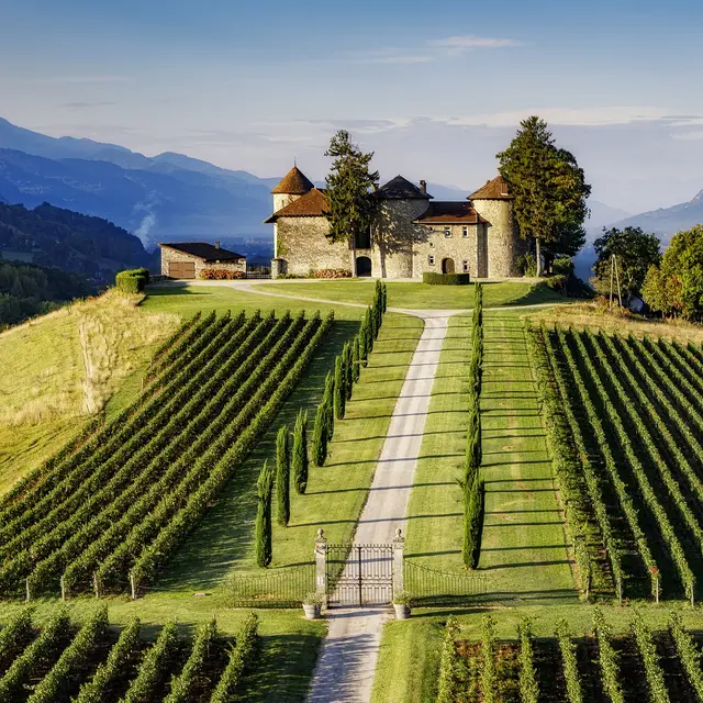 Vignoble et château chevalier Bayard