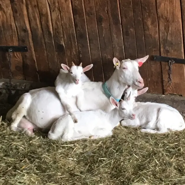 GAEC du Banc du Peyron