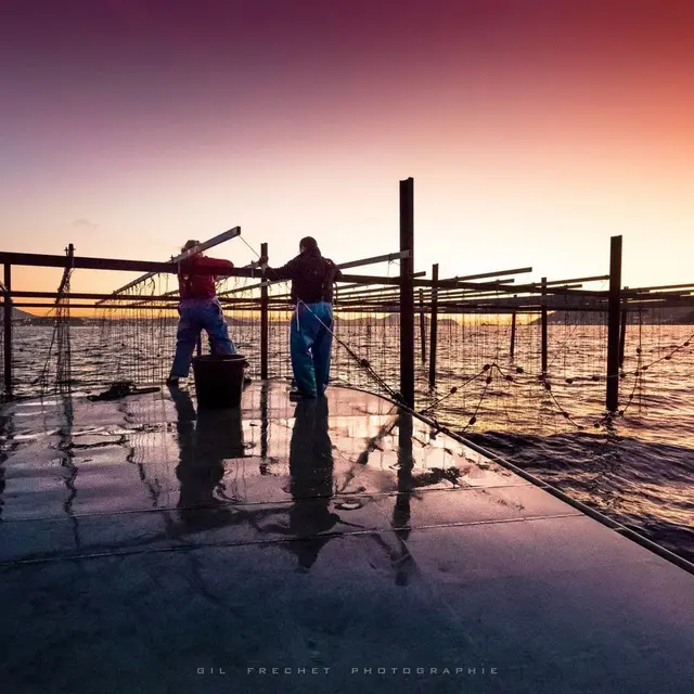debut de journée sur nos parcs à huîtres