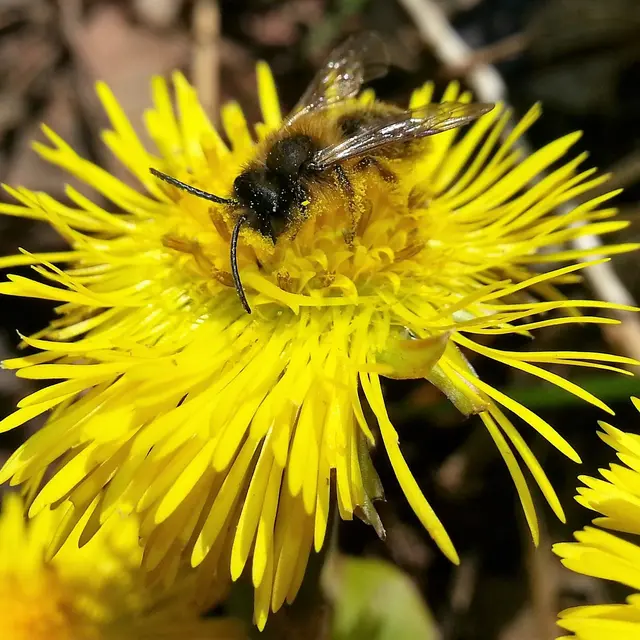 Atelier - Le monde merveilleux des abeilles_Le Beausset