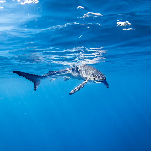 Point rencontre : Les requins en Méditerranée (Porquerolles)_Hyères