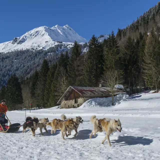 Baptême en chiens de traineau