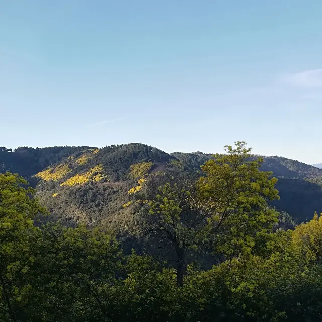 Mimosa à Tanneron