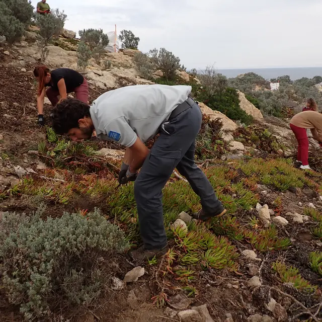 Chantier nature : Pampelonne sans Griffes_Ramatuelle