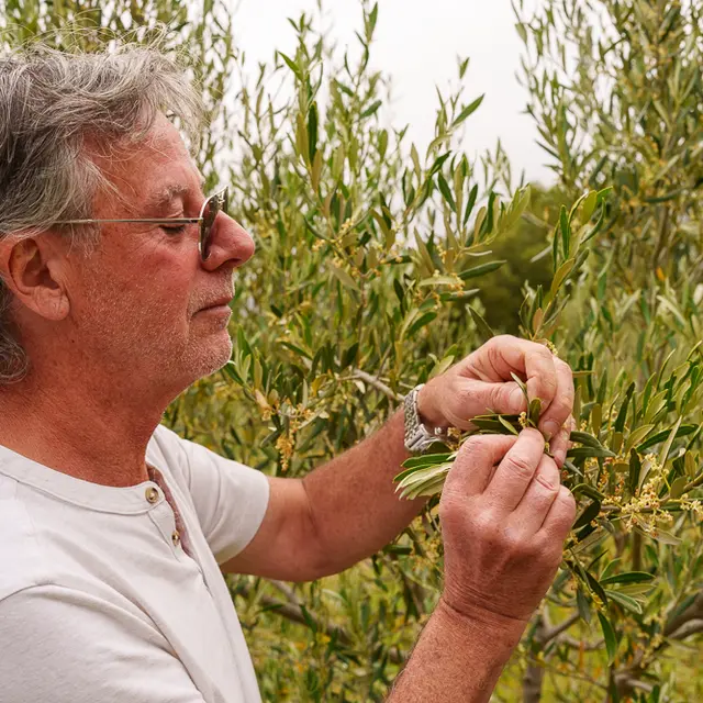 #RDVduParc • Initiation à la taille de l'olivier_Riboux