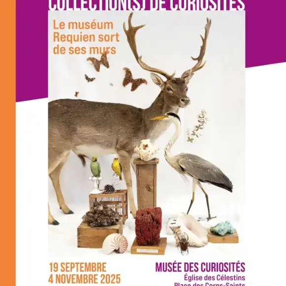 Collection(s) de curiosités – le muséum Requien sort de ses murs