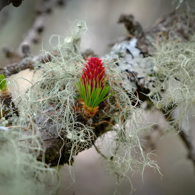 Nicolas SVETCHINE - Photographie Nature_Valdeblore
