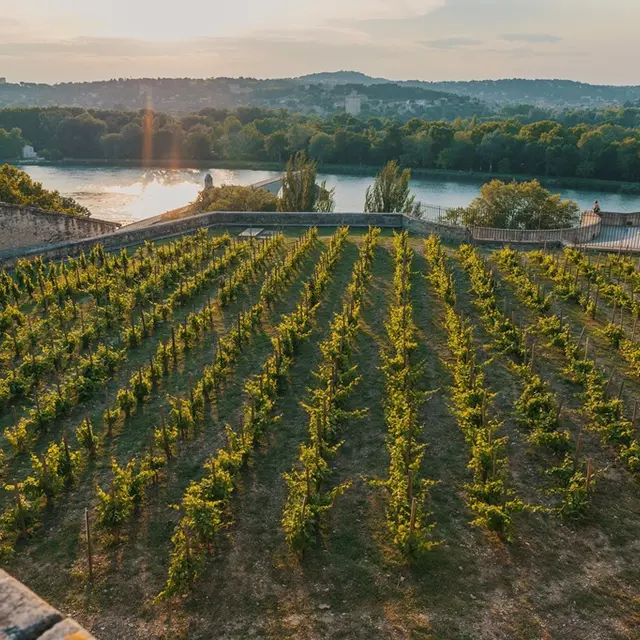 Clos de la Vigne du Palas des Papes