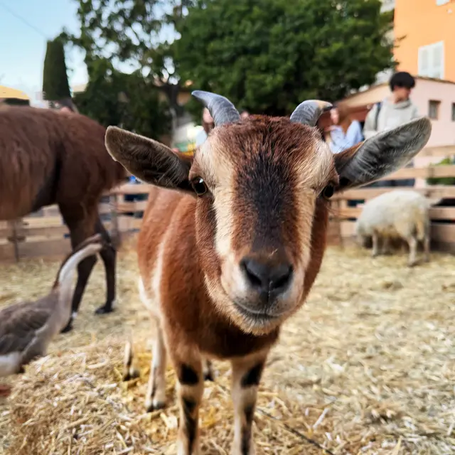 Petite ferme de Noël_Saint-Tropez