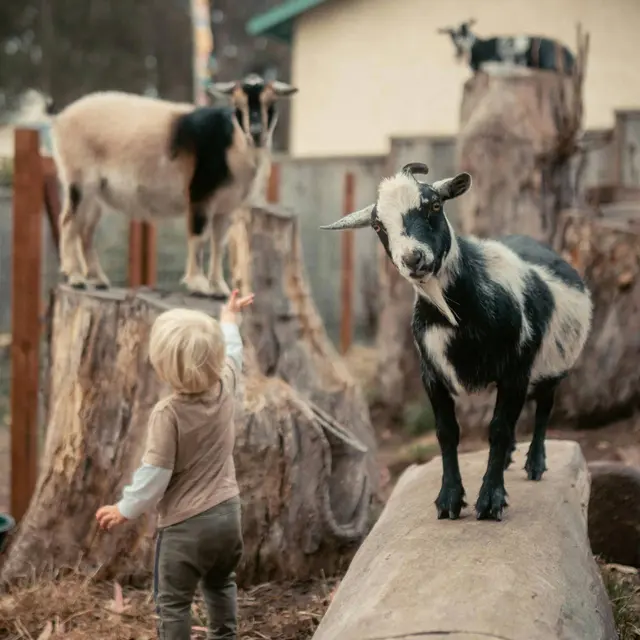 La Ferme vagabonde_Courtes