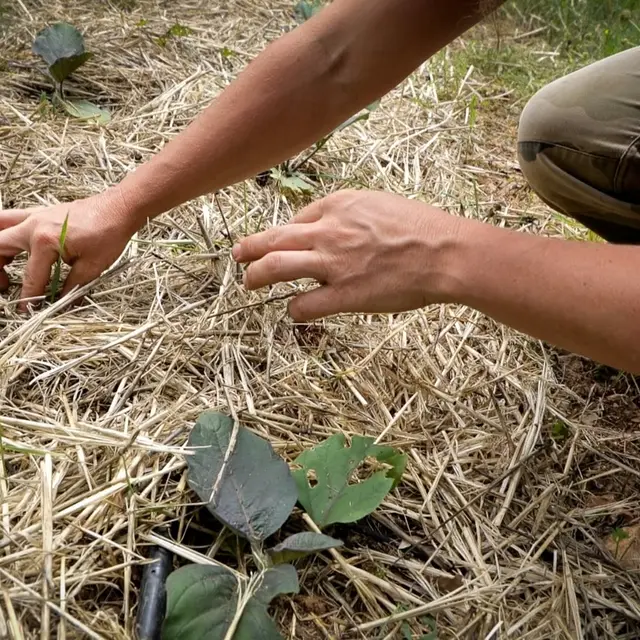 Les jardins des semences - Correns