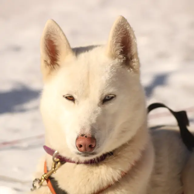 Chiens de traineau