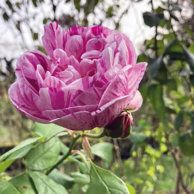 Jardins de la Croze