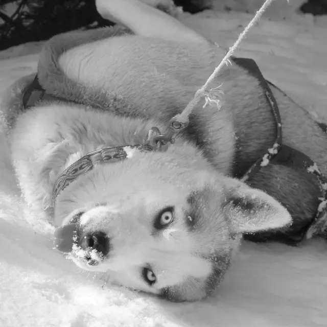 dans la neige