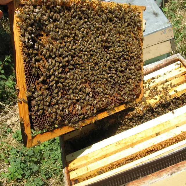 Apiculture