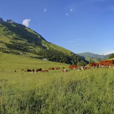 Col des Aravis