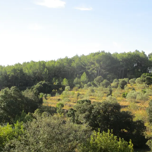 Balade - Les 4 Frères entre culture et cueillette_Le Beausset