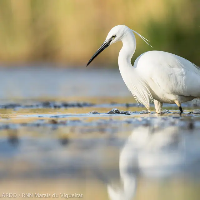 A vélo, de la Crau aux Marais du Vigueirat_Arles