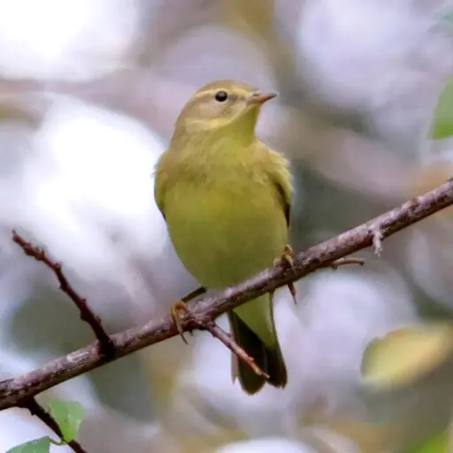 Sortie ornithologie au Parc de Vaugrenier_Villeneuve-Loubet