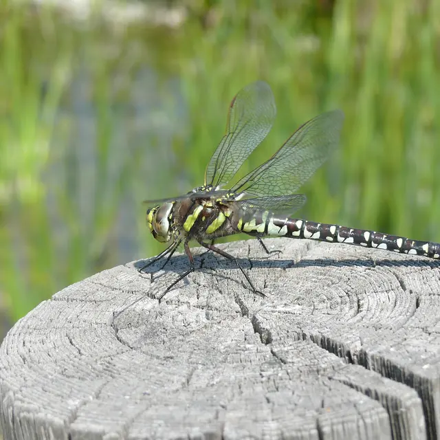 Plan d'eau biotope : plongée dans un écosystème exceptionnel_Combloux