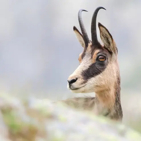 chamois