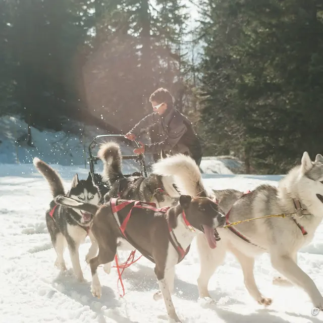 Chiens de traineau