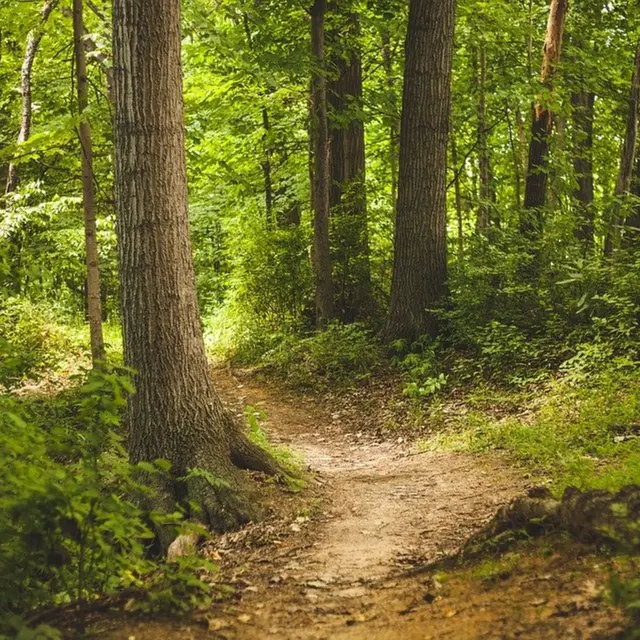 Balade immersion en forêt et découverte de la marche afghane_Notre-Dame-de-Bellecombe