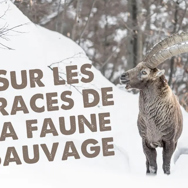 Sur les traces de la faune sauvage_Morillon