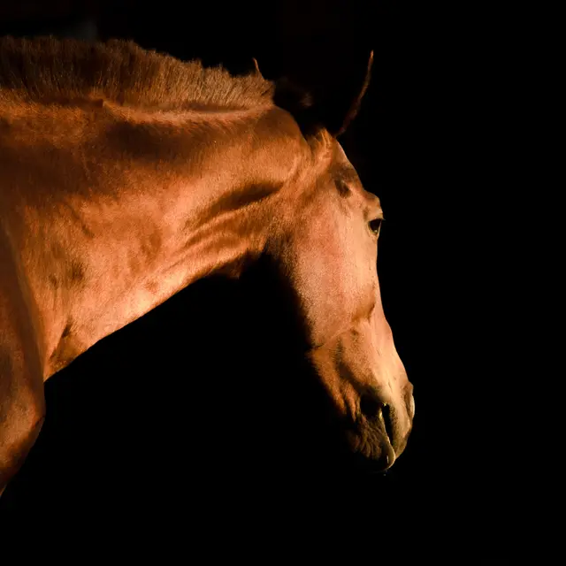 Conservatoire d'équitation ancienne à Cuers en Méditerranée Porte des Maures