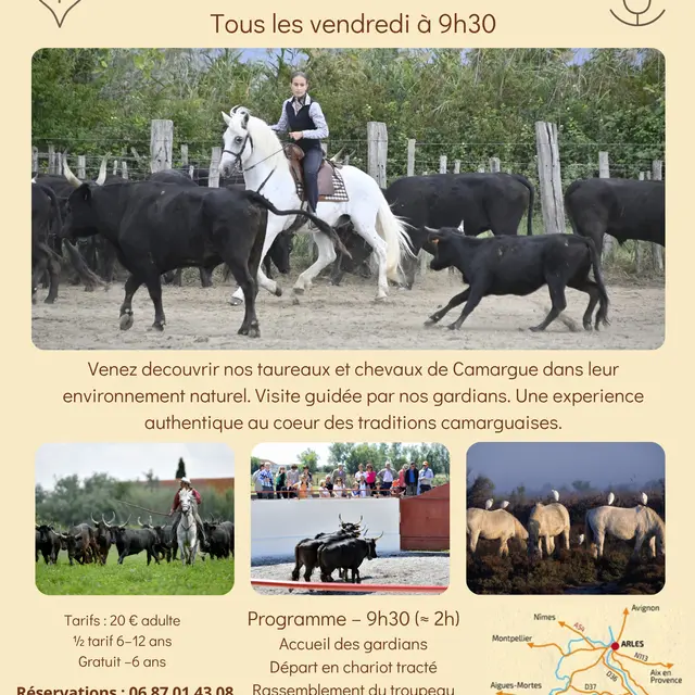 Découverte de la manade Blanc avec tri de bétail_Arles