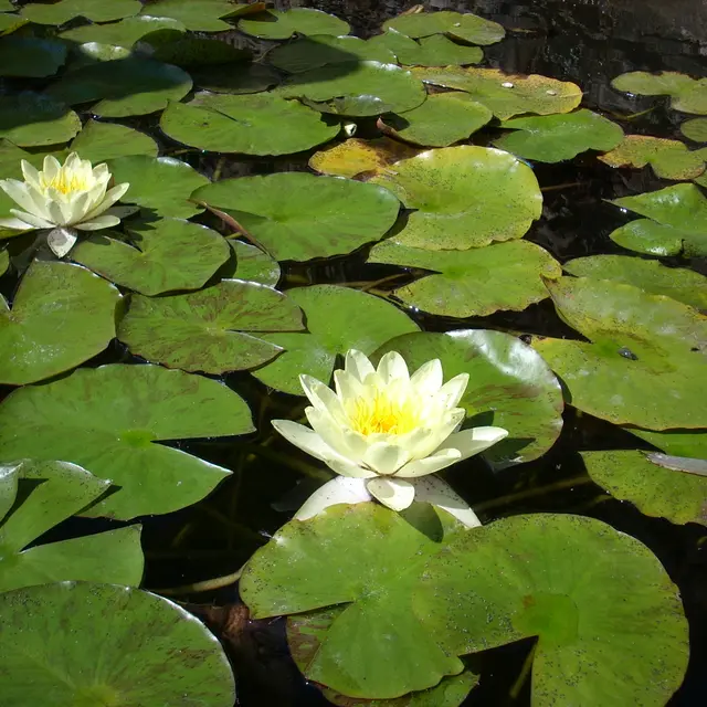 Atelier - Méditation en mouvement, danse de l'être_Massillargues-Attuech