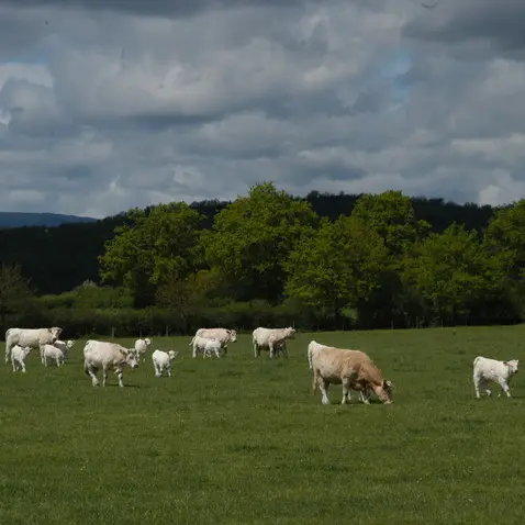 Etang de la Sauzée - circuit VTC