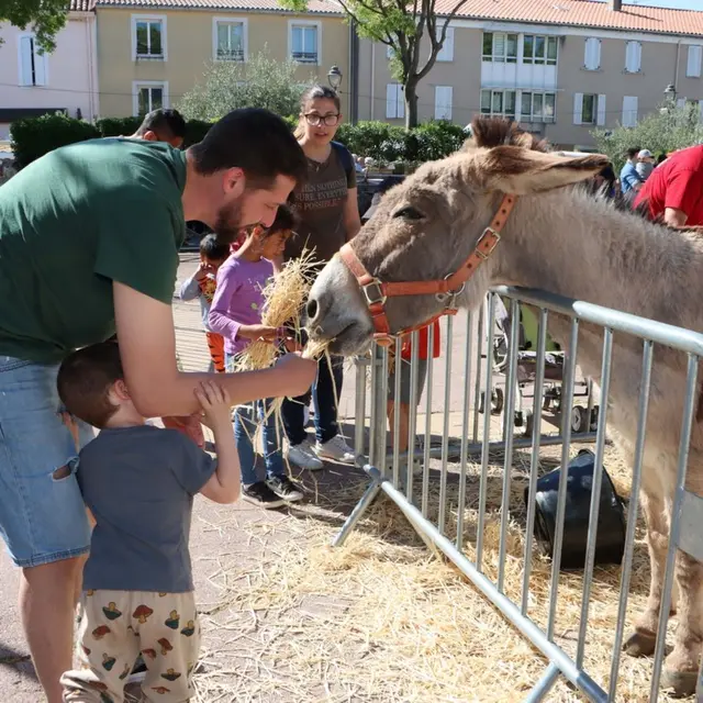 Foire aux bestiaux_Allauch