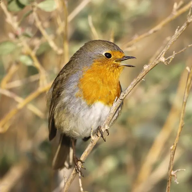 Observation oiseaux Lieurette Hyères
