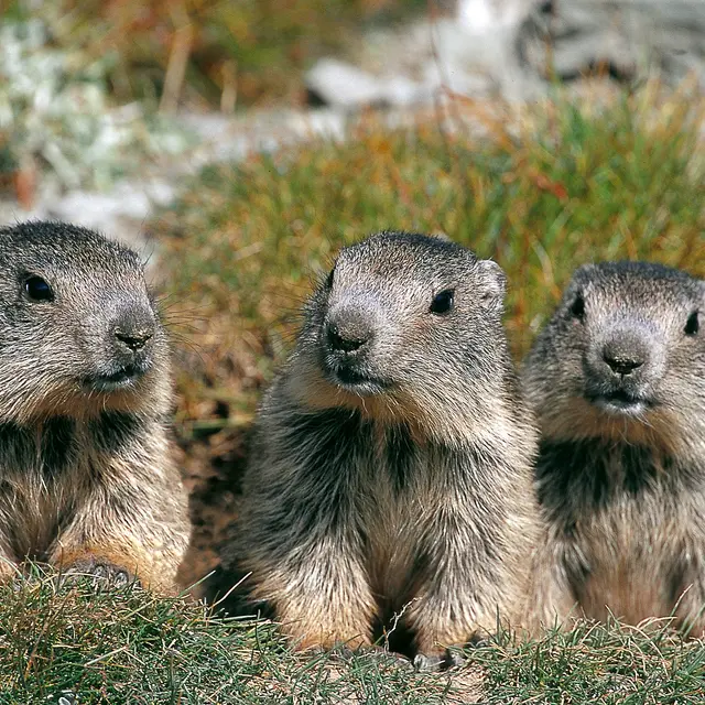 Le clan des marmottes : film en refuge_Tende