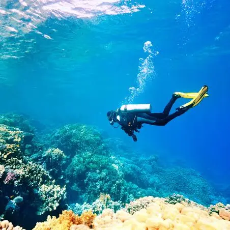Plongée / Diving_Rayol-Canadel sur Mer