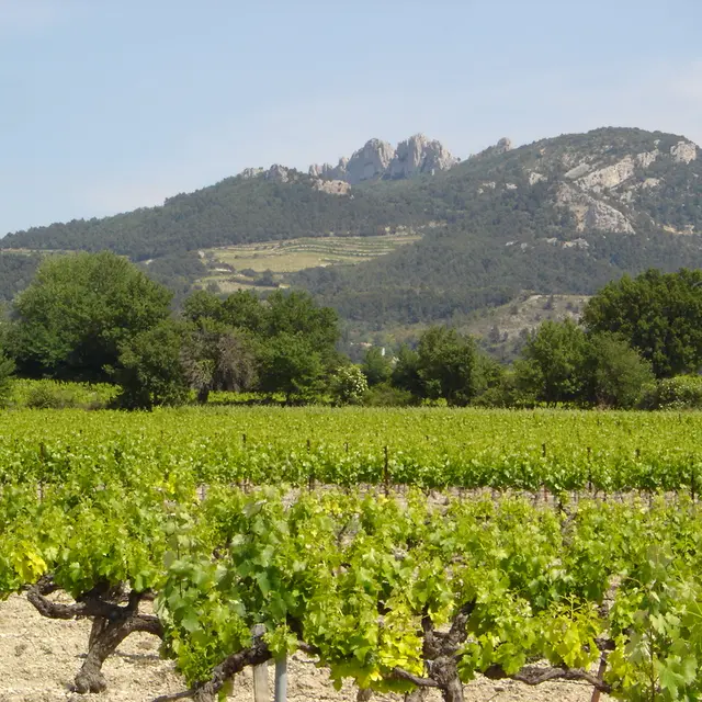 Domaine la Bouscatière