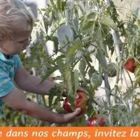 Les papillons verts - Cotignac