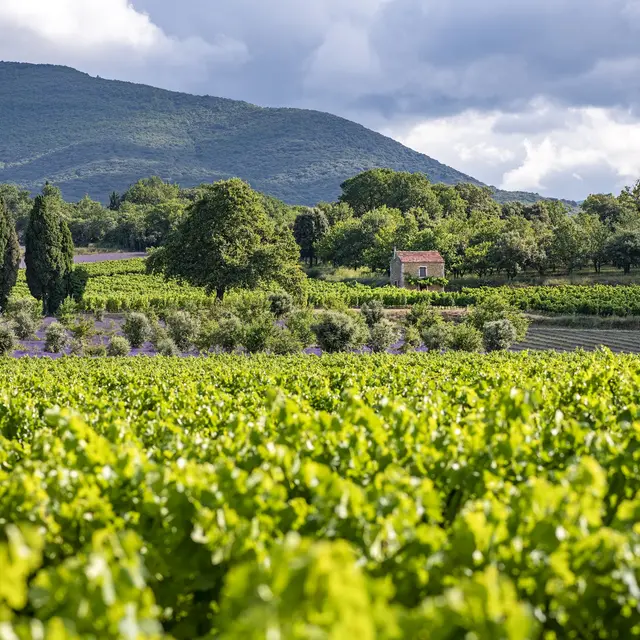 Sur la Route des Caveaux d’Exception_Grignan